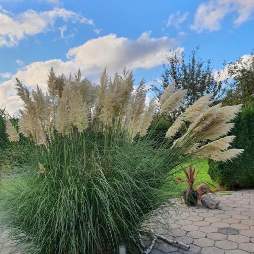 indretning have pampas